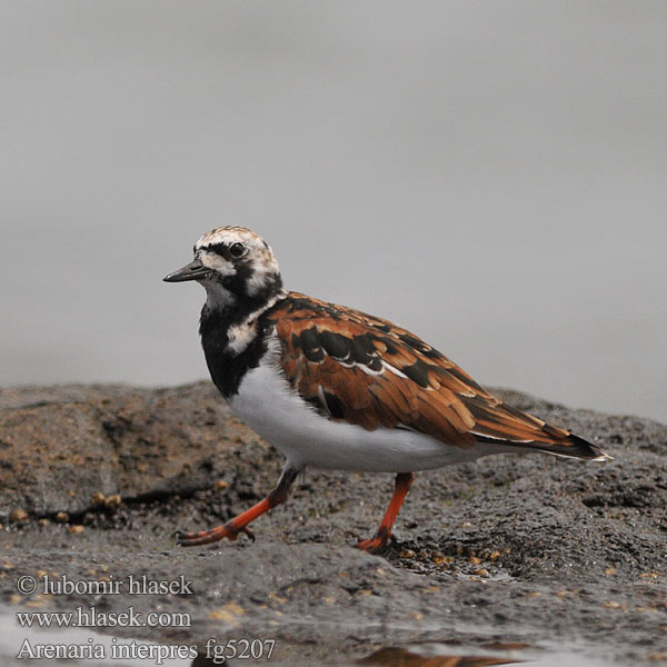 Arenaria interpres Steenloper Ruddy Steinvender Karikukko