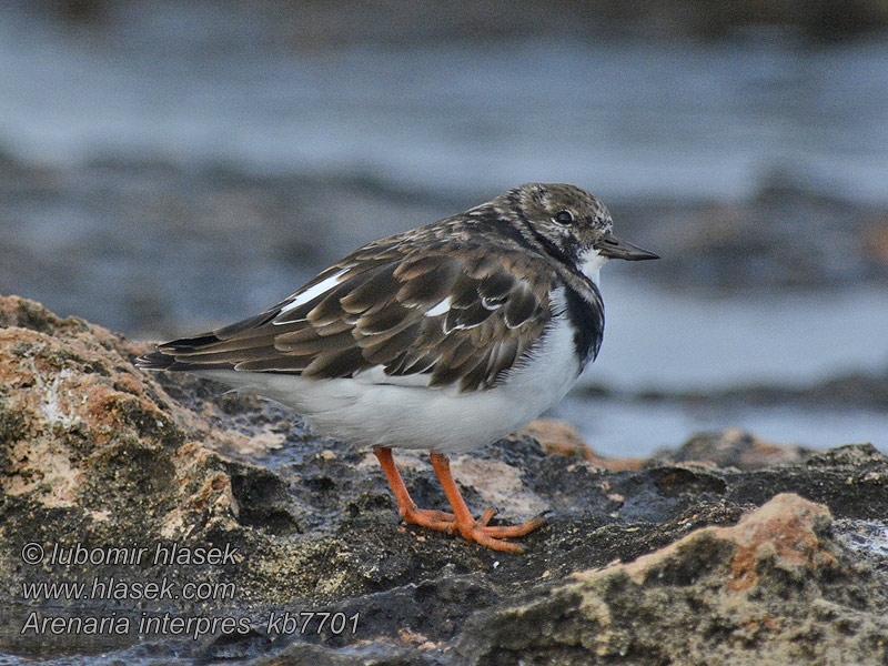 Arenaria interpres