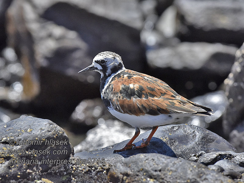 Arenaria interpres