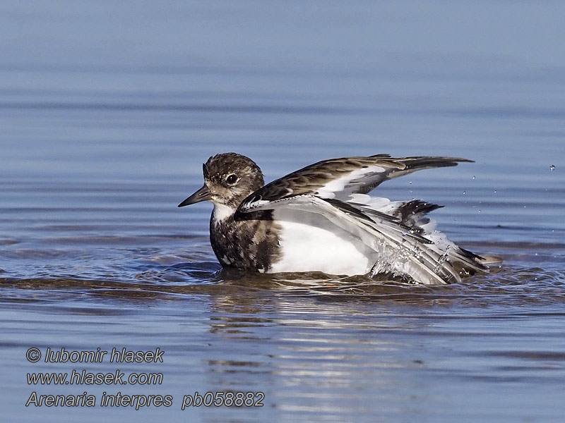 Arenaria interpres