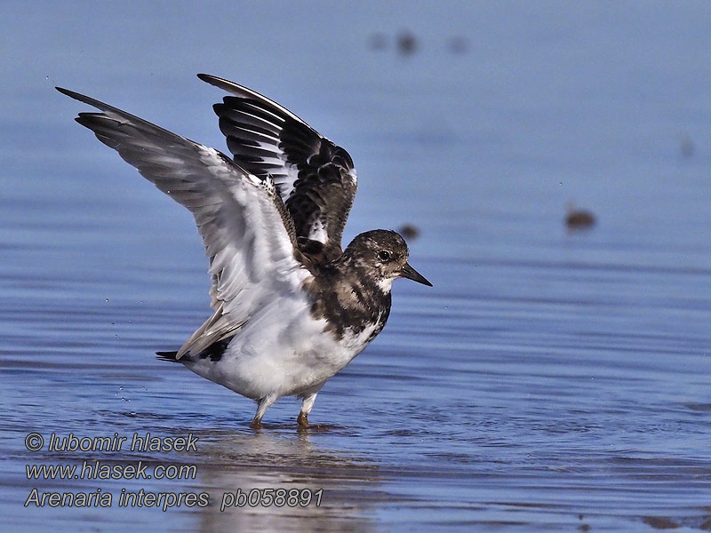 Arenaria interpres