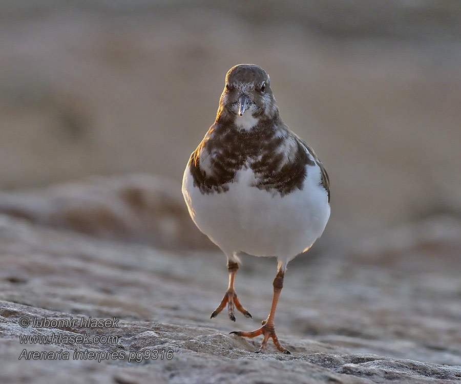 Arenaria interpres