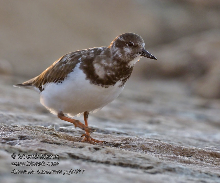 Arenaria interpres