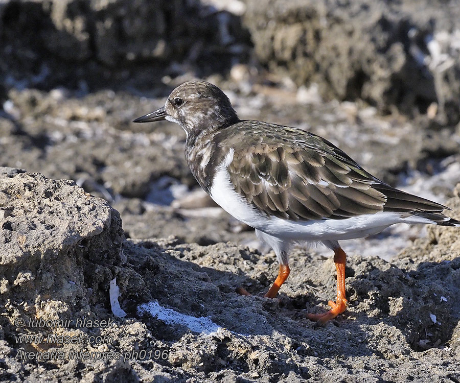 Arenaria interpres