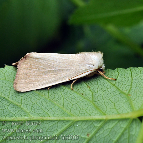 Fen Wainscot Gelsvasis nendrinukas Glansrørfly Sivkavec trsťový