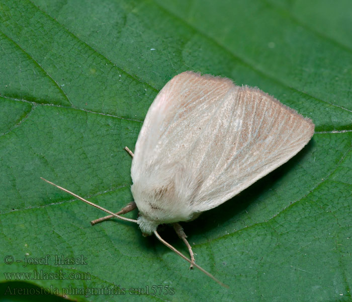 Arenostola phragmitidis