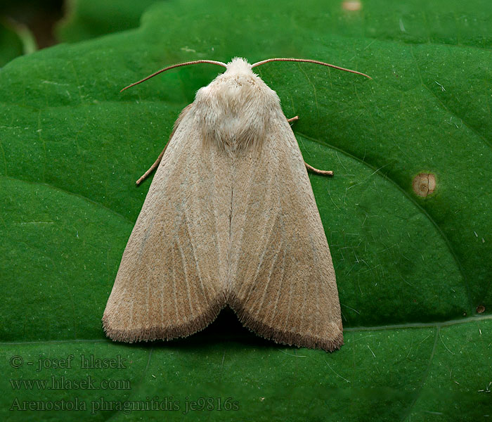 Egale rietboorder Vassrågfly Fen Wainscot Arenostola phragmitidis