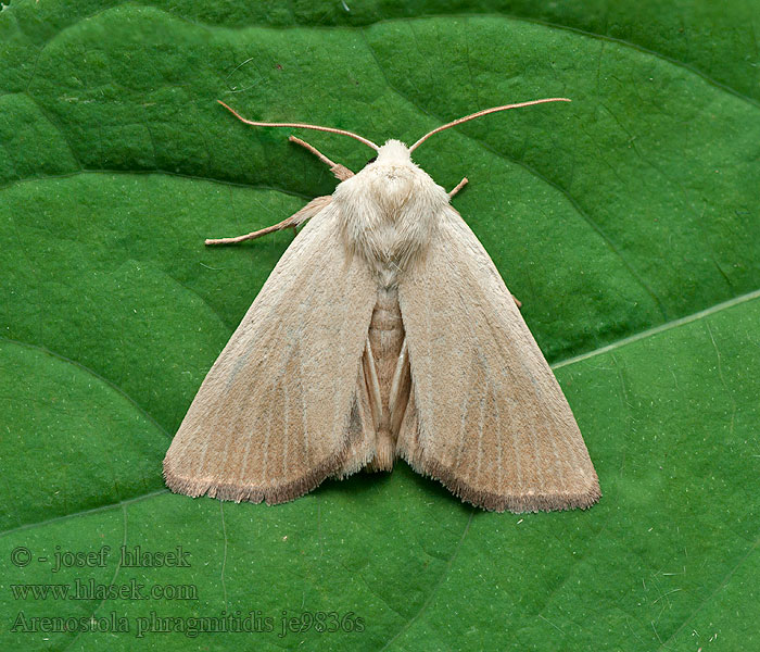 Pilliyökkönen Noctuelle Roselières Arenostola phragmitidis