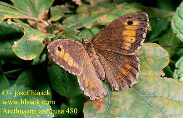 Arethusana arethusa False Grayling Petit Agreste Közönséges szemeslepke Rotbinde-Samtflater Očkáň kostravový Okáč kostřavový Pintas ocres Oranje steppevlinder Сатир Аретуза Okrasti košeničar