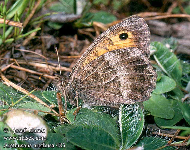 Arethusana arethusa False Grayling Petit Agreste Közönséges szemeslepke Rotbinde-Samtflater Očkáň kostravový Okáč kostřavový Pintas ocres Oranje steppevlinder Сатир Аретуза Okrasti košeničar