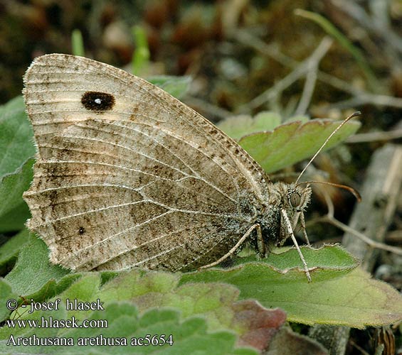 Arethusana arethusa False Grayling Petit Agreste Közönséges szemeslepke Rotbinde-Samtflater Očkáň kostravový Okáč kostřavový Pintas ocres Oranje steppevlinder Сатир Аретуза Okrasti košeničar