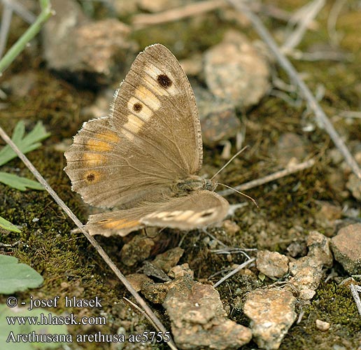 Сатир Аретуза Okrasti košeničar Arethusana arethusa False Grayling Petit Agreste Közönséges szemeslepke Rotbinde-Samtflater Očkáň kostravový Okáč kostřavový Pintas ocres Oranje steppevlinder