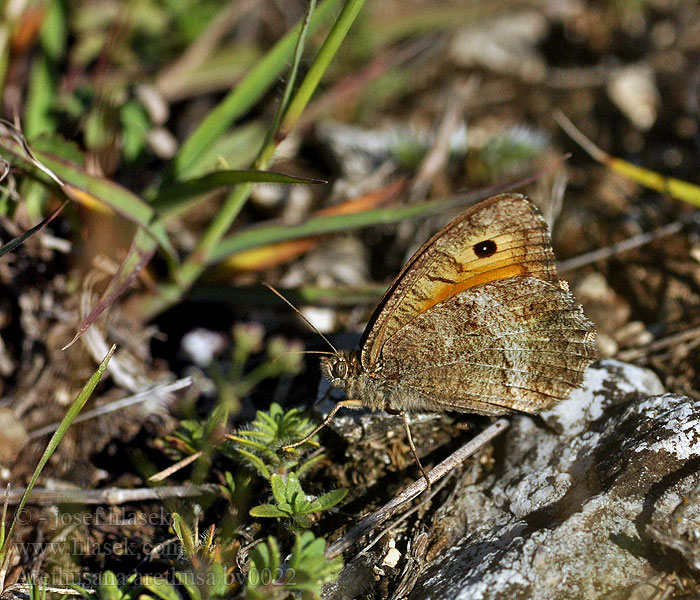 Arethusana arethusa False Grayling Petit Agreste