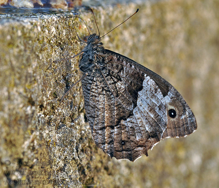 False Grayling Arethusana arethusa