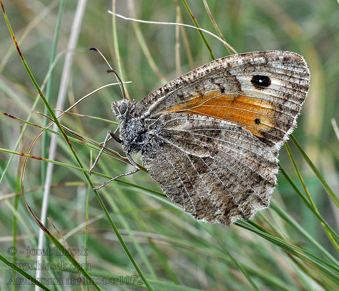 Közönséges szemeslepke Arethusana arethusa