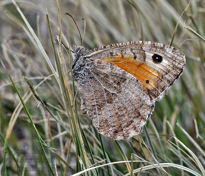 Rotbinde-Samtflater Arethusana arethusa