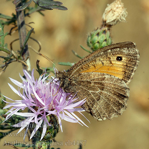 Arethusana arethusa False Grayling Petit Agreste Közönséges szemeslepke Rotbinde-Samtflater Očkáň kostravový Okáč kostřavový Pintas ocres Oranje steppevlinder Сатир Аретуза Okrasti košeničar