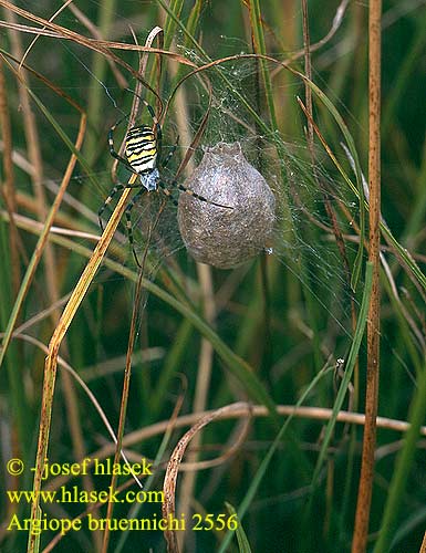 Argiope frelon Epeire fasciée Wespspin Wasp Spider Tiger