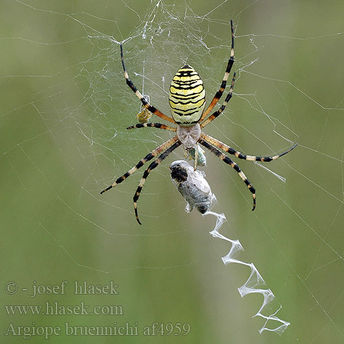 ナガコガネグモ Darázspók Tygrzyk paskowany Aranha vespa