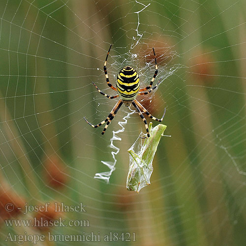 Argiope bruennichi Křižák pruhovaný Hvepseedderkop Wespenspinne