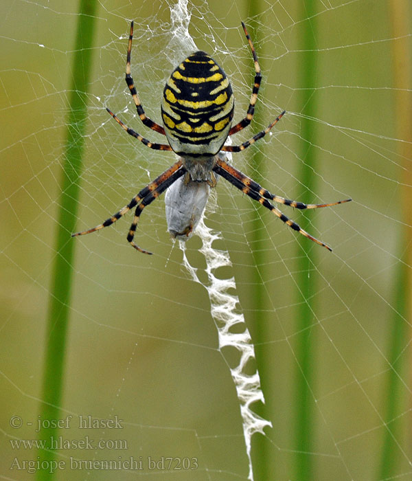 Argiope bruennichi Křižák pruhovaný