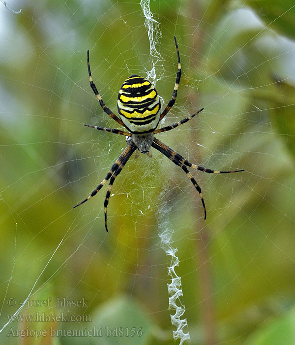 Argiope bruennichi Hvepseedderkop