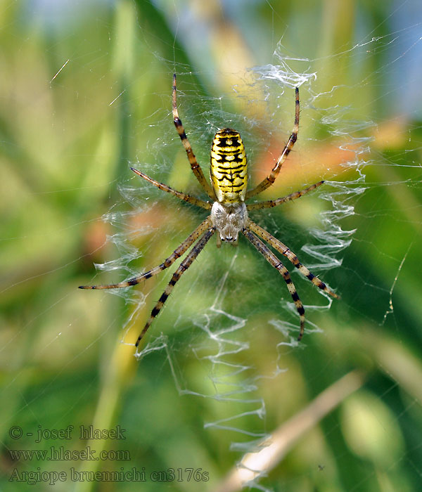 Argiope bruennichi Křižák pruhovaný