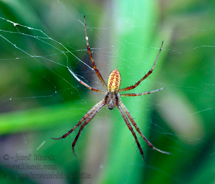 Argiope bruennichi Hvepseedderkop