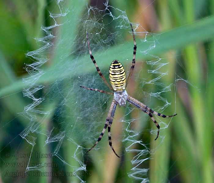 Argiope bruennichi