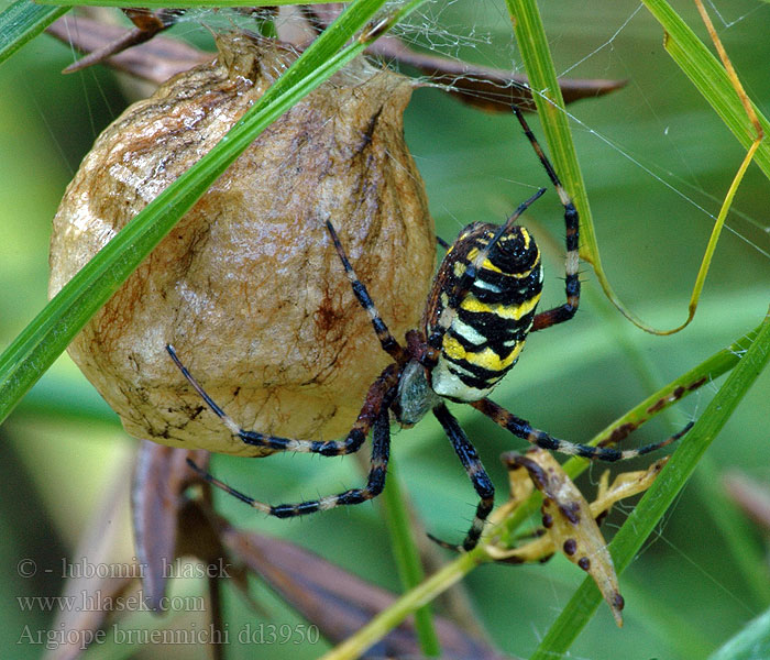 Argiope bruennichi Wespenspinne Argiope frelon Epeire fasciée