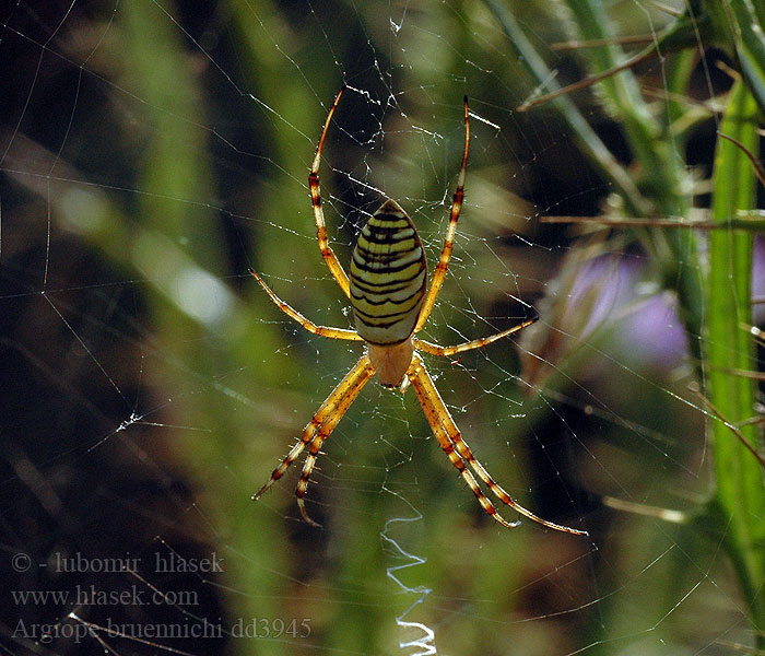 Argiope bruennichi Паяк Аргиопе Тигров Ampiaishämähäkki