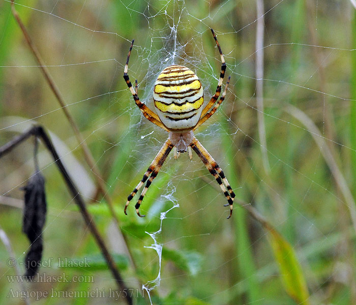 Argiope bruennichi Osa pauk Ragno Vespa ナガコガネグモ