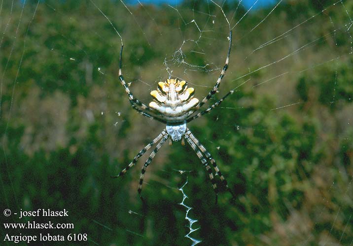 Argiope lobata 6108