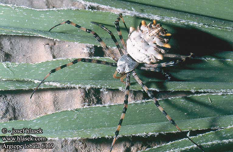 Argiope lobata Křižák laločnatý Karéjos keresztespók