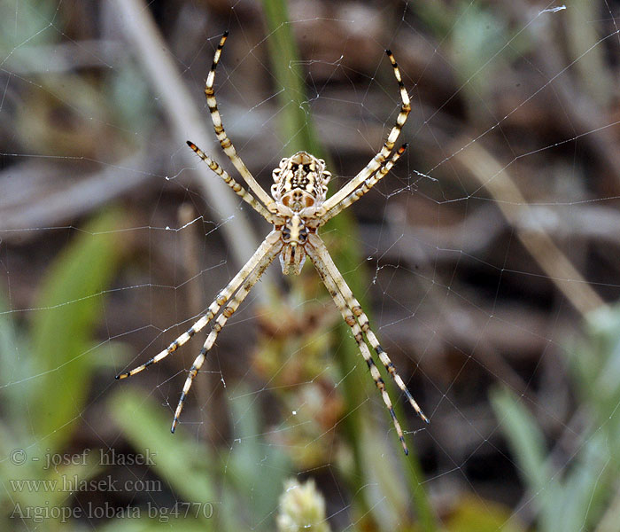 Argiope lobata Křižák laločnatý