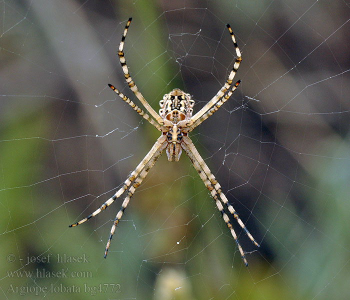 Argiope lobata Karéjos keresztespók