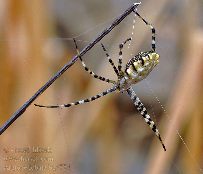 Křižák laločnatý Karéjos keresztespók Argiope lobata