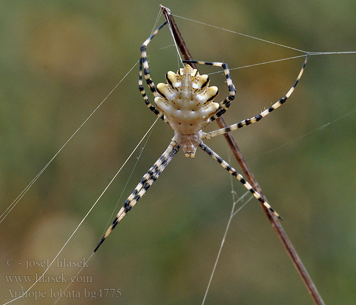 Křižák laločnatý Argiope lobata