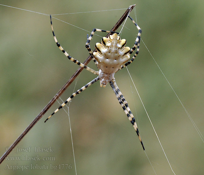 Karéjos keresztespók Argiope lobata