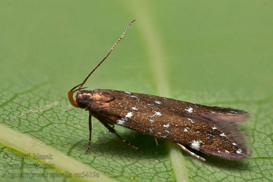 Argolamprotes micella Vadelmakeulakoi Glitterdystermal