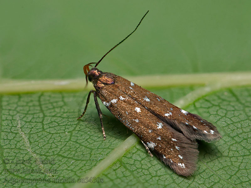 Psota malinová Argolamprotes micella