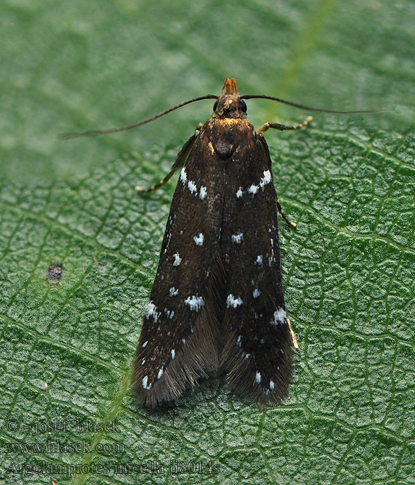 Vadelmakeulakoi Glitterdystermal Argolamprotes micella