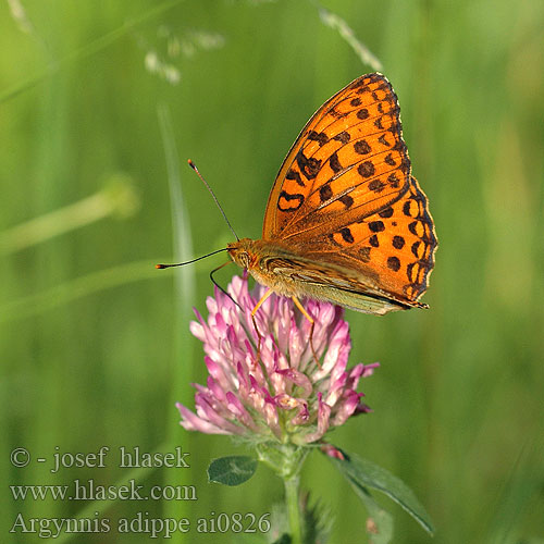 Argynnis adippe Fabriciana High Brown Fritillary Moyen nacré