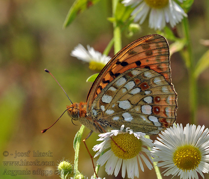 Argynnis adippe Fabriciana High Brown Fritillary moyen nacré