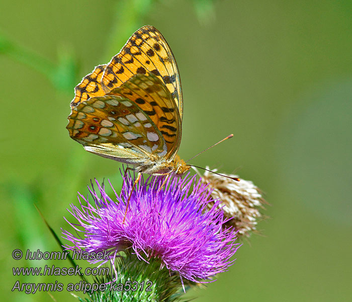 Perleťovec prostřední Argynnis adippe