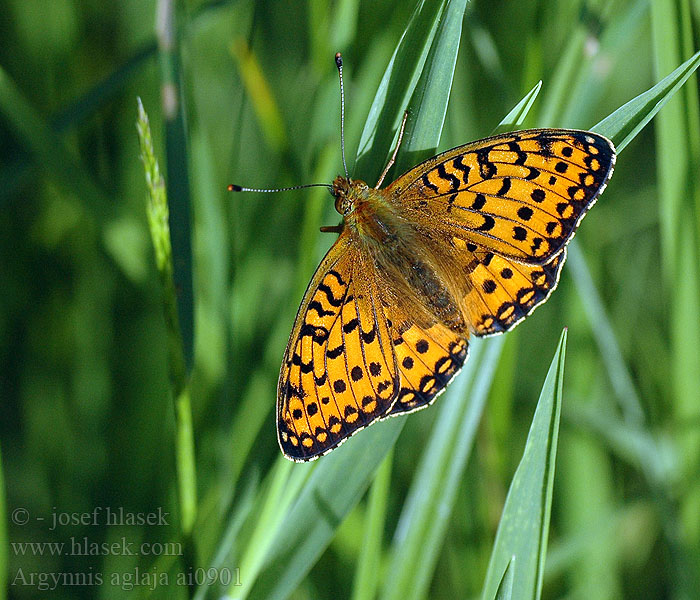 Argynnis aglaja Speyeria Dark Green Fritillary Grote parelmoervlinder