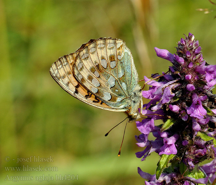 Argynnis aglaja Perleťovec větší Bleščeči bisernik