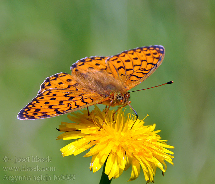 Argynnis aglaja Speyeria Grote parelmoervlinder Orvokkihopeatäplä 