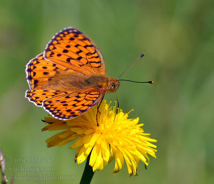 Argynnis aglaja Aglaia Großer Perlmutterfalter Perlovec veľký