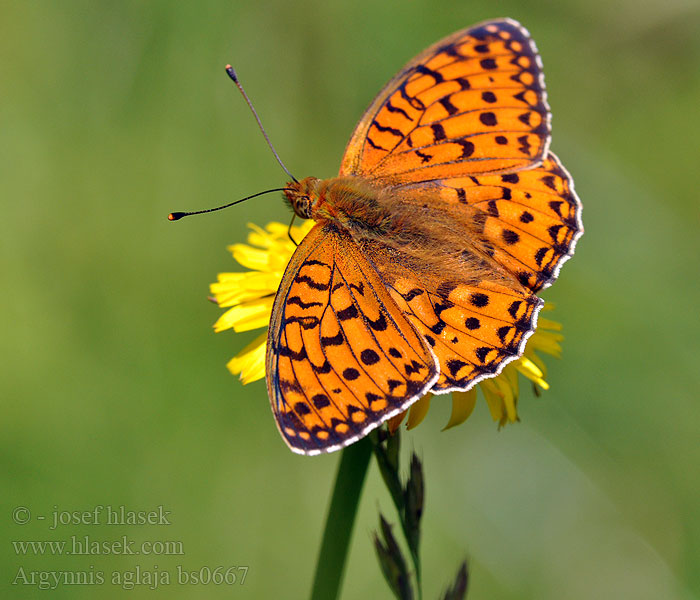 Argynnis aglaja Kerekfoltú gyöngyházlepke Mark-Perlemorsommerfugl